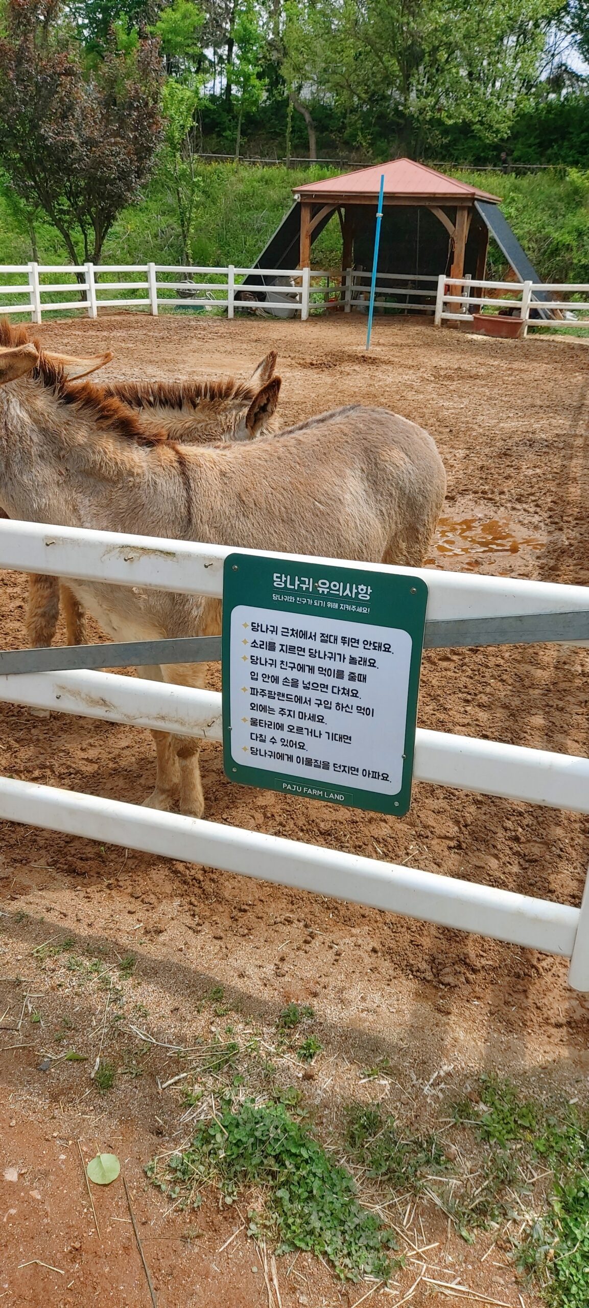 파주팜랜드-동물먹이주기 체험 - 포토로그