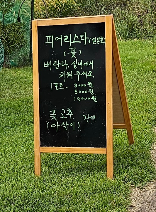 시흥 관곡지 나들이 (ft.연꽃테마파크) - [블챌] 체크인 챌린지